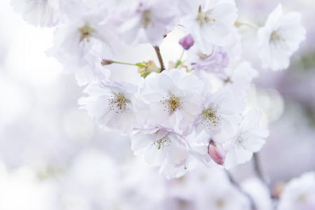 Blooming tree with soft pink flowers. Spring color on the decorative tree.の写真素材