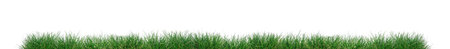 Green grass isolated on a white background.の写真素材