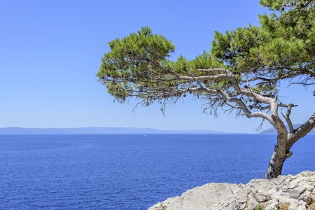 Lonely tree on the beach at sunny day.の写真素材