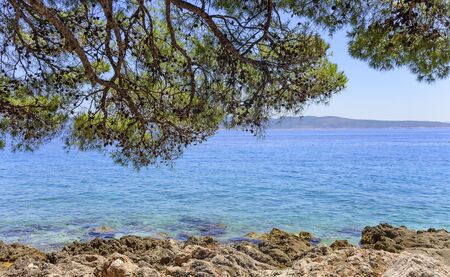 Beautiful pine trees and the shore of the blue sea in the evening. Croatia.の写真素材
