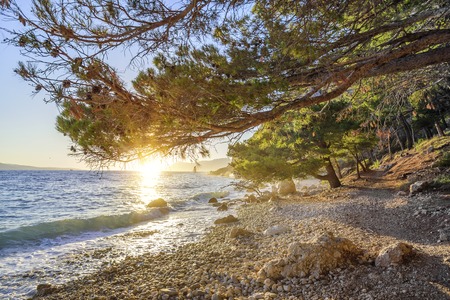 Beautiful pine trees and the shore of the blue sea in the evening. Croatia.の写真素材