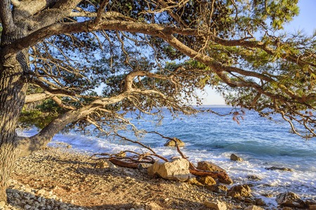 Beautiful pine trees and the shore of the blue sea in the evening. Croatia.の写真素材