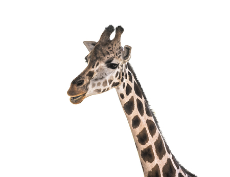 Giraffe's face isolated on a white background.の写真素材