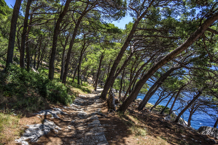 Pine on the shore of the blue sea. Image in autumn colors. Croatia.の写真素材