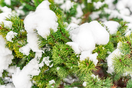 Fir tree branch with cones covered with snow.