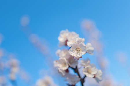 Pink cherry blossom.の写真素材