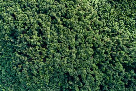 Aerial view forest.の写真素材