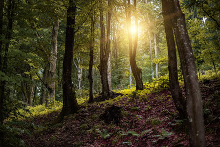Beautiful forest in the rays of the sun.