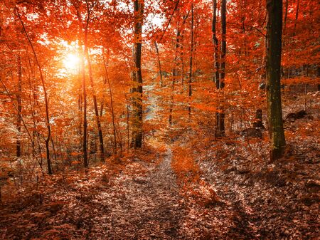 Autumn forest landscape.の写真素材
