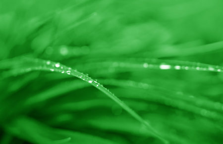 Green plants with dew drops.