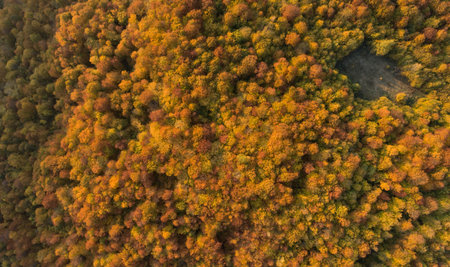 Autumn forest top view.