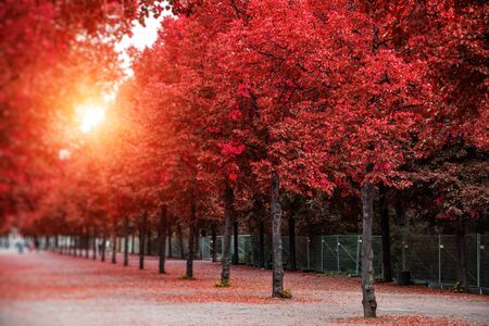 Autumn trees in the park.の写真素材
