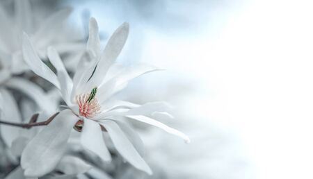 Blossoming orchid tree.の写真素材