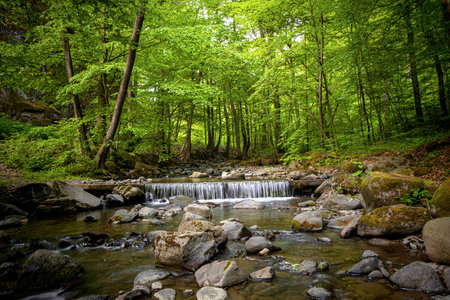 Creek in a mountain forest.