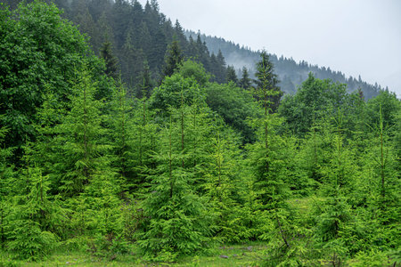 Christmas trees in the mountain forest.
