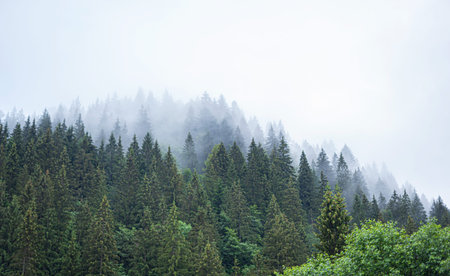 Carpathians. Spruce wild forest. A dense forest of fir trees in cloudy weather in the mountains.