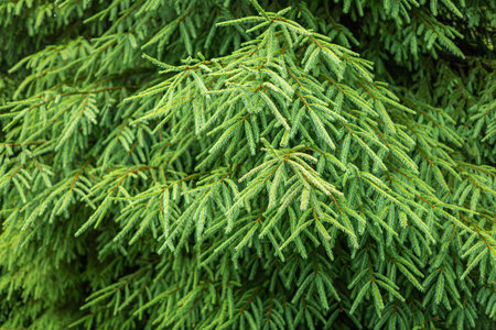 Spruce branches background.
