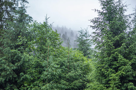 Carpathians. Spruce wild forest. A dense forest of fir trees in cloudy weather in the mountains.