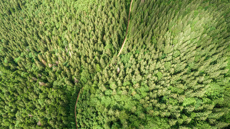 Spruce mountain forest from a birds eye view. Photo from the drone.