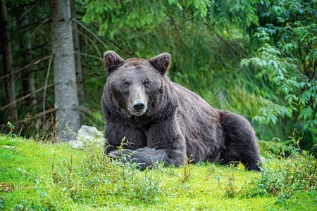 A bear looking for food in its natural environment. Brown bear in the forest.