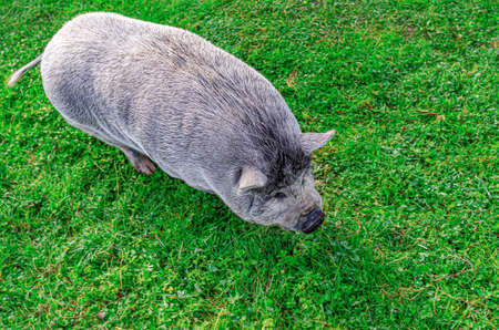 Pig of the Asian breed.の写真素材