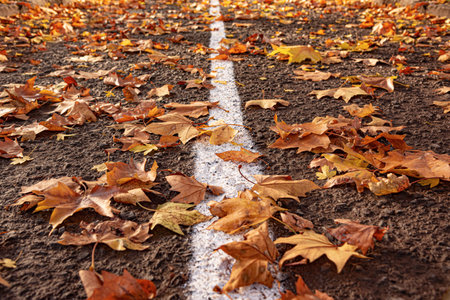 Yellow leaves on an asphalt road.