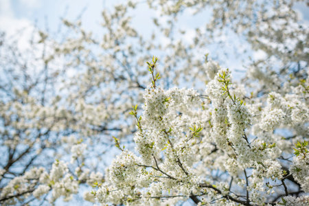 White blooming spring tree against the sky.