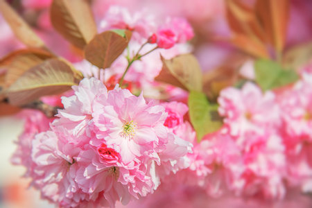 Blooming sakura in spring. Japanese cherry flowers close-up.