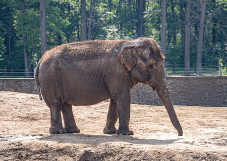 Elephant in the zoo.の写真素材