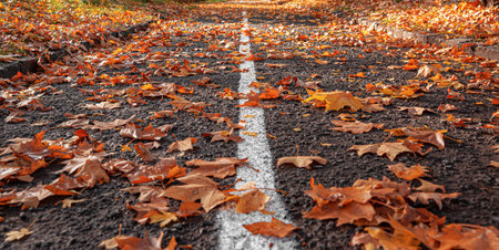 Yellow fallen leaves on the pavement.