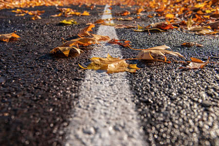 Yellow fallen leaves on the pavement.の写真素材
