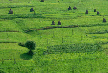 Farm fields on the mountainside.の写真素材