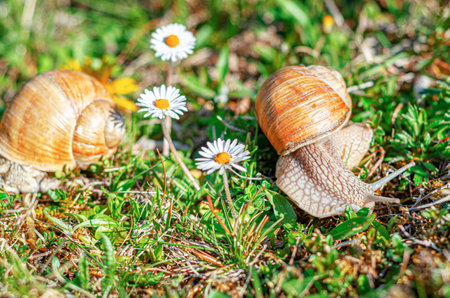 Snails on a background of grass and chamomile flowers.の写真素材