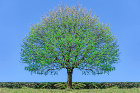 Lonely tree against the blue sky.