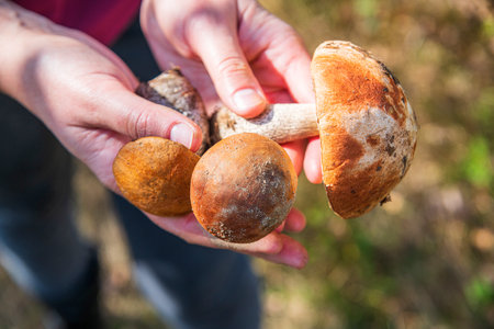 Edible mushrooms in the hands on the background of forest.の写真素材