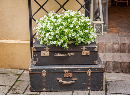 Flower bed in the form of a suitcaseの写真素材