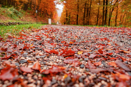 Yellow leaves on trees in autumn beautiful park.の写真素材