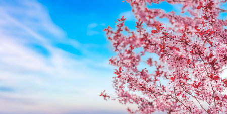 Blooming pink tree against the blue sky.の写真素材