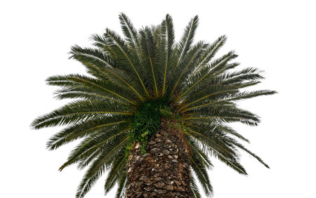 Palm tree isolated on white background.の写真素材