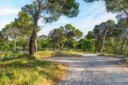 Pine on the shore of the blue sea.の写真素材