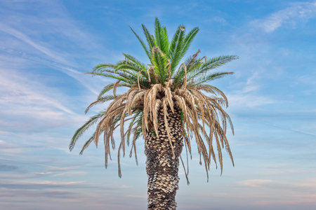 Coconut palm tree against the sky.の写真素材