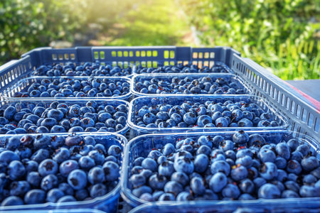 Blueberries in boxes.の写真素材