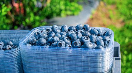 Blueberries in boxes.の写真素材