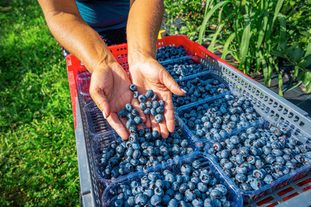Blueberries in boxes.の写真素材