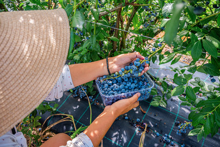 A farmer collects blueberries from the bushes.の写真素材
