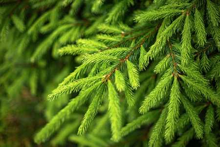 Green fir tree branches.