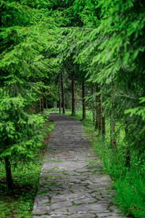 Alley in the park against the background of coniferous trees.の写真素材