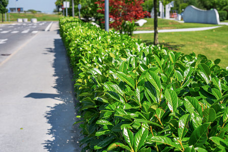 A vibrant green hedge lines a sunlit sidewalk in a modern urban parkの写真素材