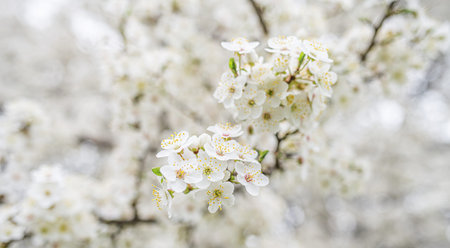Cluster of pristine white blossoms on a tree branch, bathed in soft, natural daylight