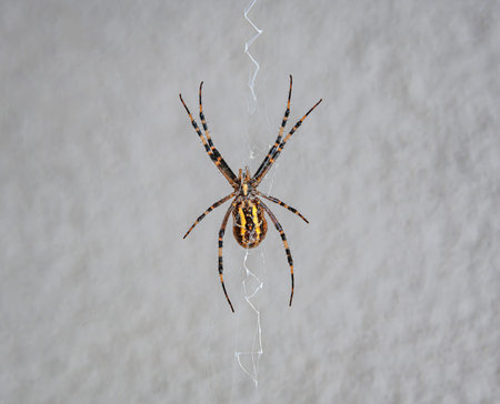 Spider wasp against a textured gray wall.